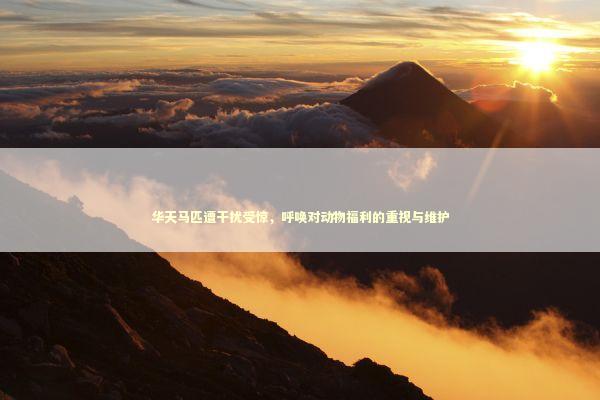 华天马匹遭干扰受惊，呼唤对动物福利的重视与维护